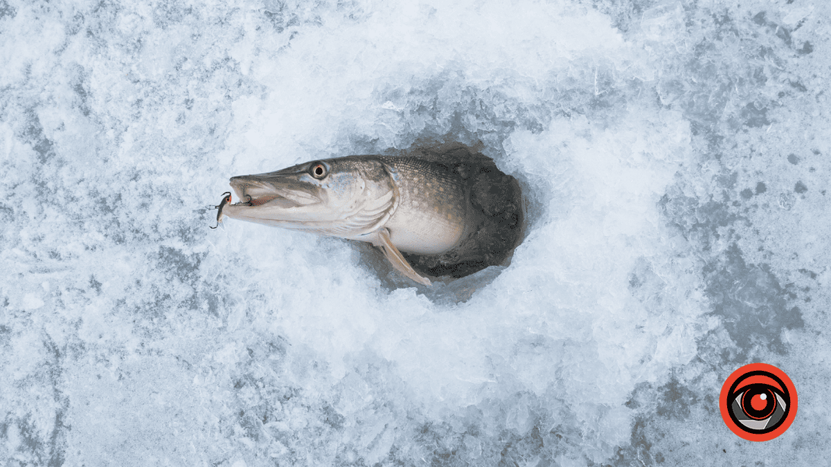 На зимову риболовлю у Коломиї запрошують ветеранів та їхніх рідних