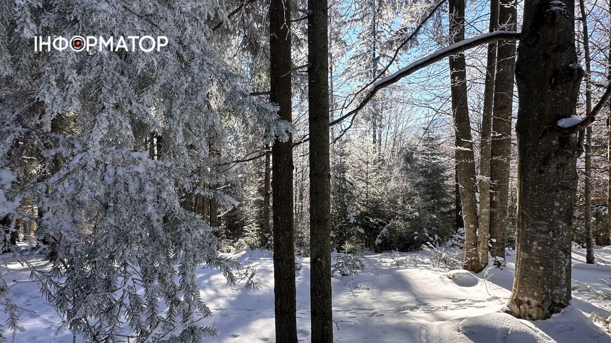 Снігова казка на Гуцульщині: фоторепортаж засніжених Карпат 6