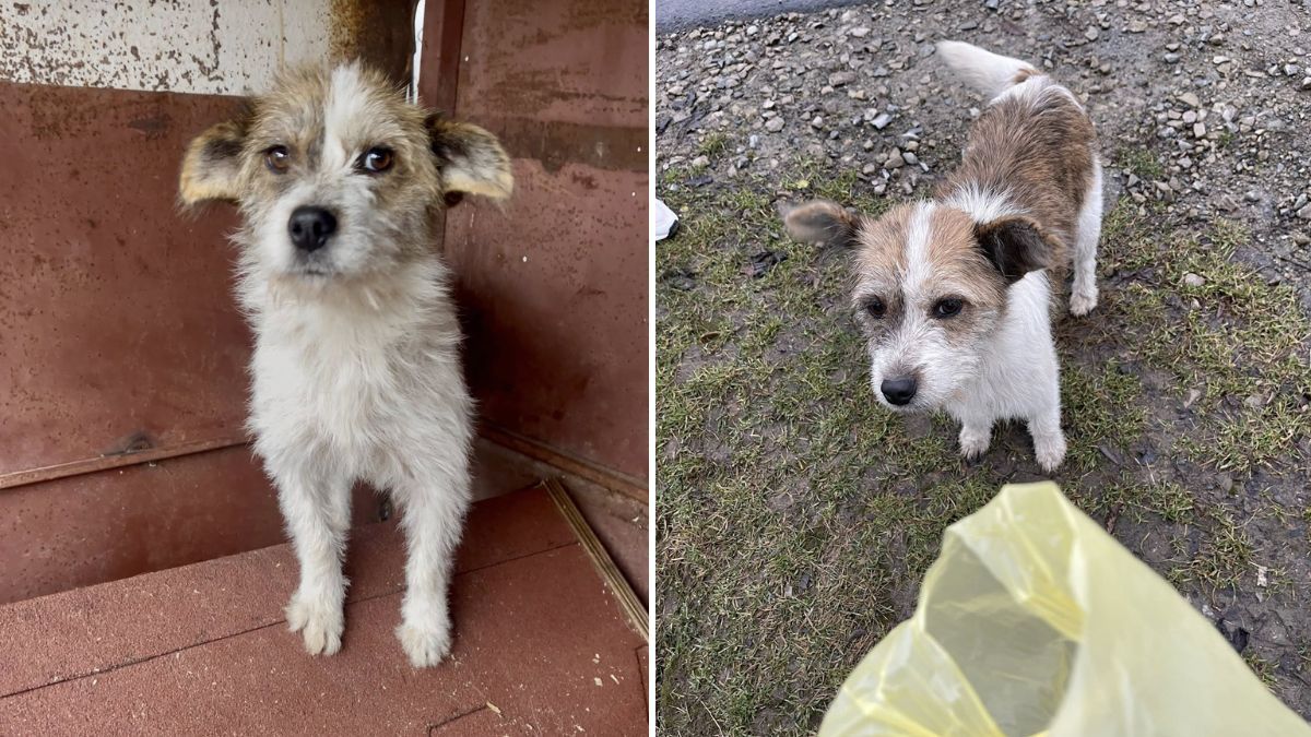 В пошуках домівки: добірка чотирилапих у Коломиї 5