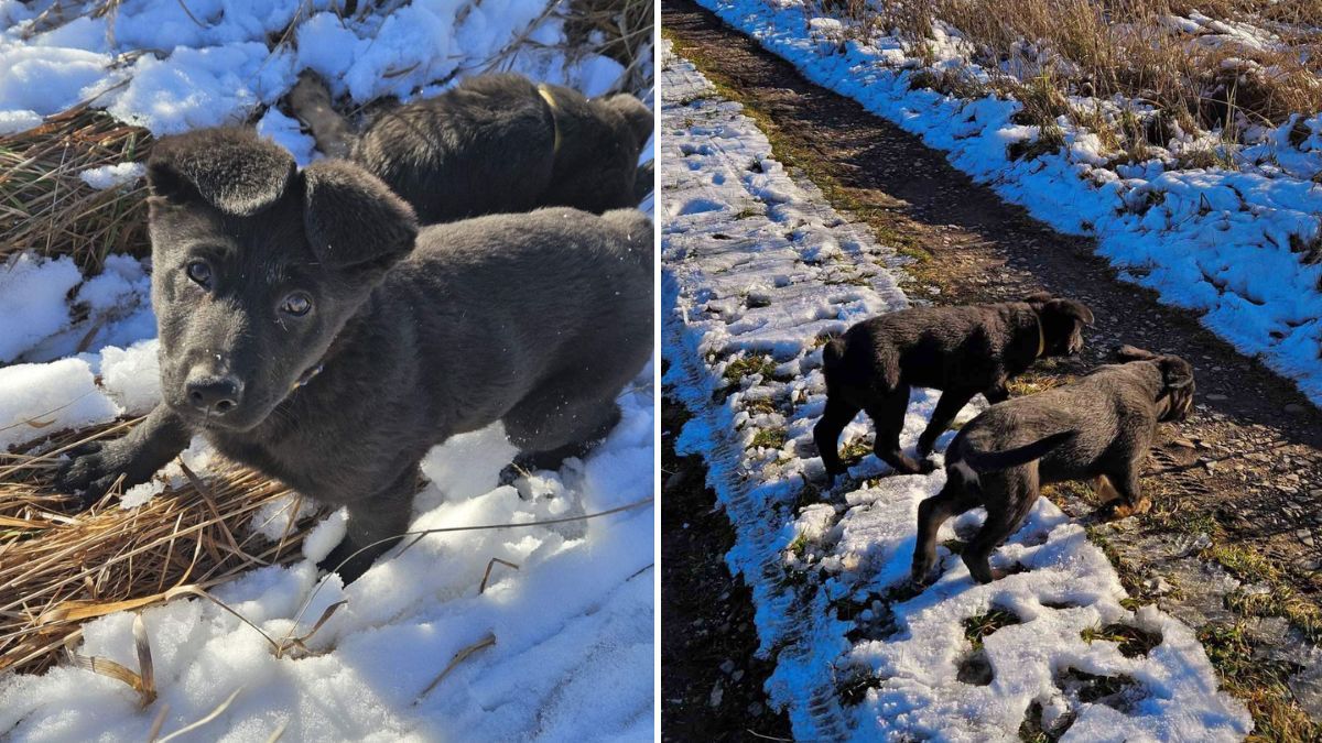 В пошуках домівки: добірка чотирилапих у Коломиї 4