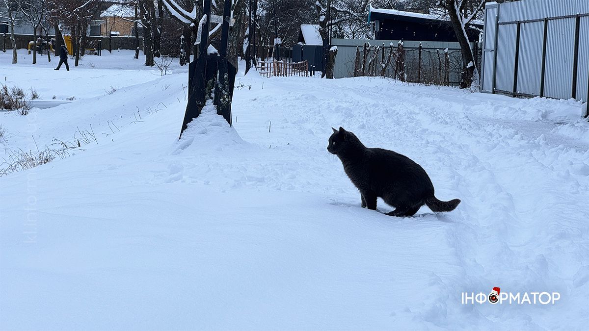 Зимовий ранок на озері в Коломиї: фоторепортаж
