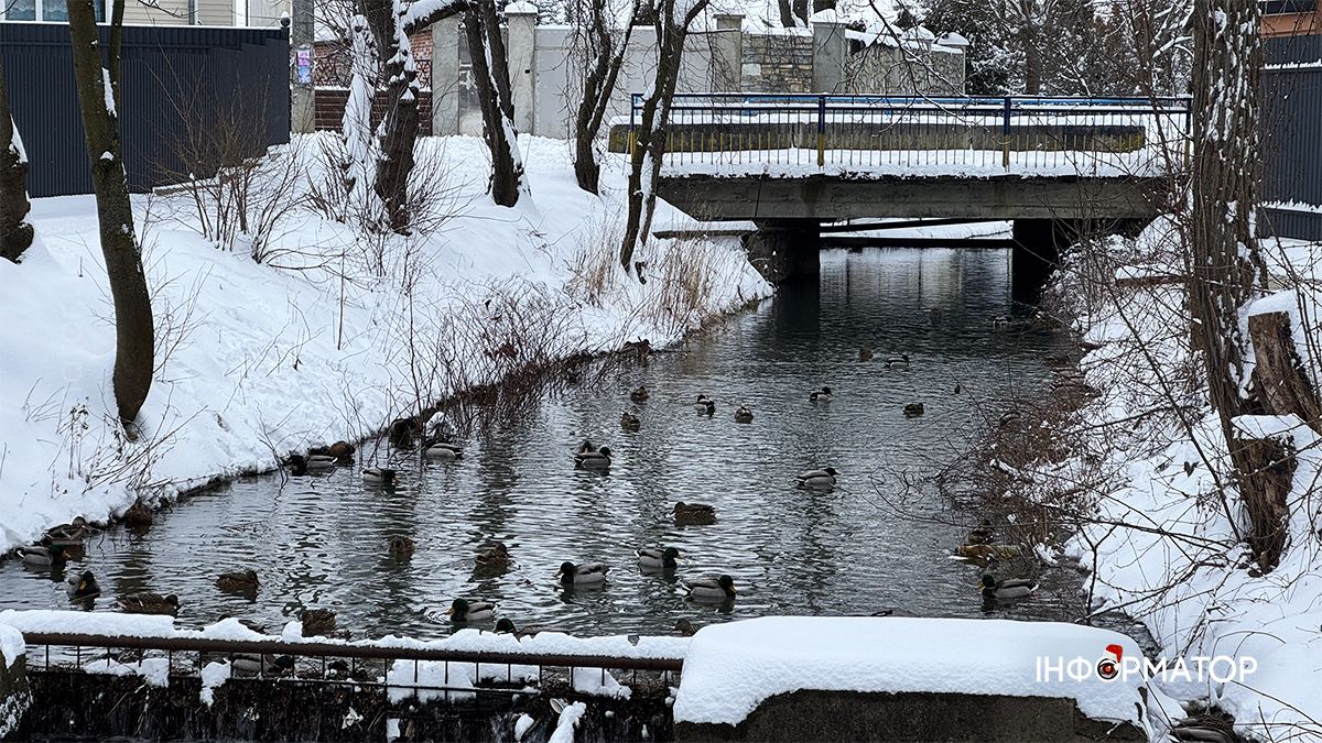 Зимовий ранок на озері в Коломиї: фоторепортаж 10