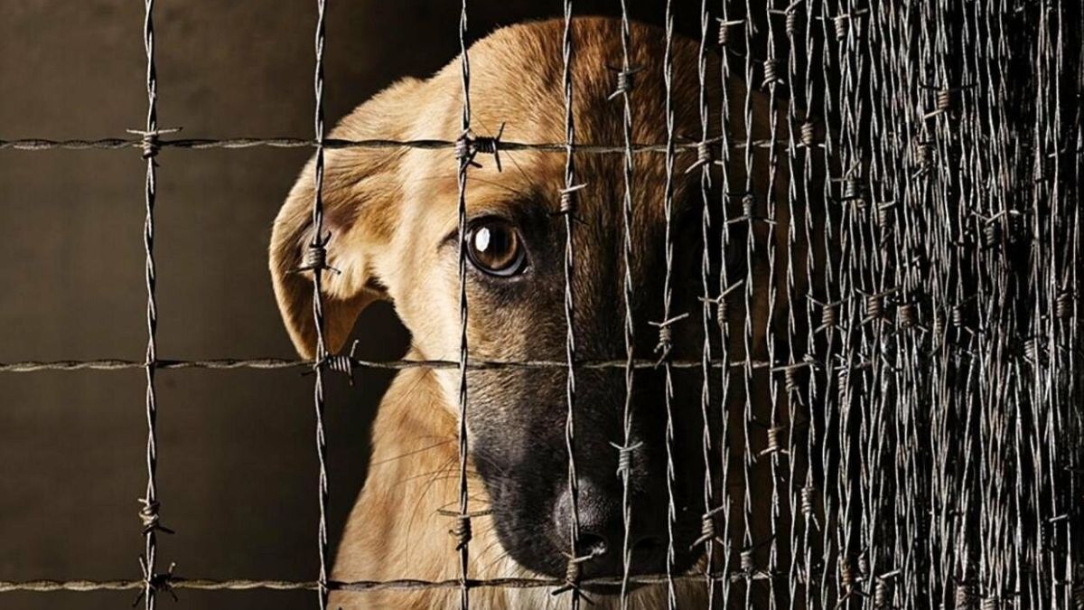 Петиція про кримінальну відповідальність за насильство над тваринами набрала необхідну кількість голосів