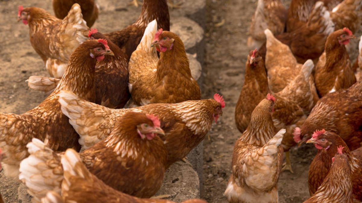 Щоб кури неслися навіть у морози: в Україні запрацювали нові стандарти утримання