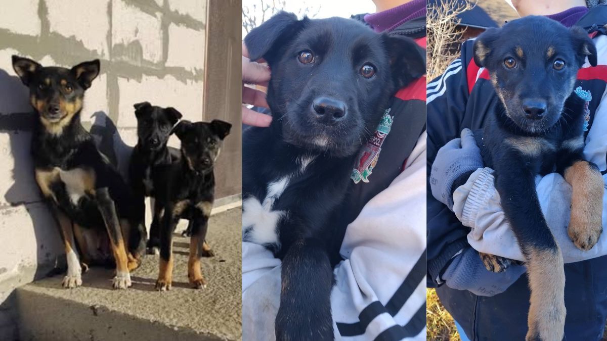 В пошуках домівки: добірка чотирилапих у Коломиї 1