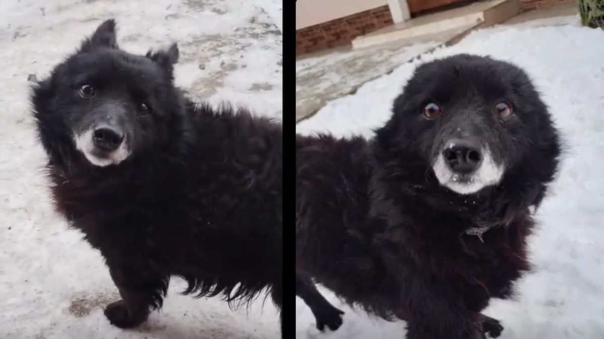 В пошуках домівки: добірка чотирилапих у Коломиї 2