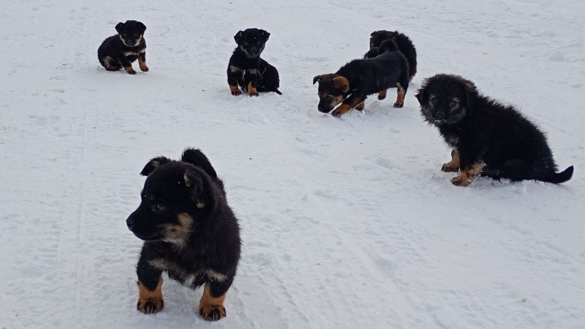 В пошуках домівки: добірка чотирилапих у Коломиї 3