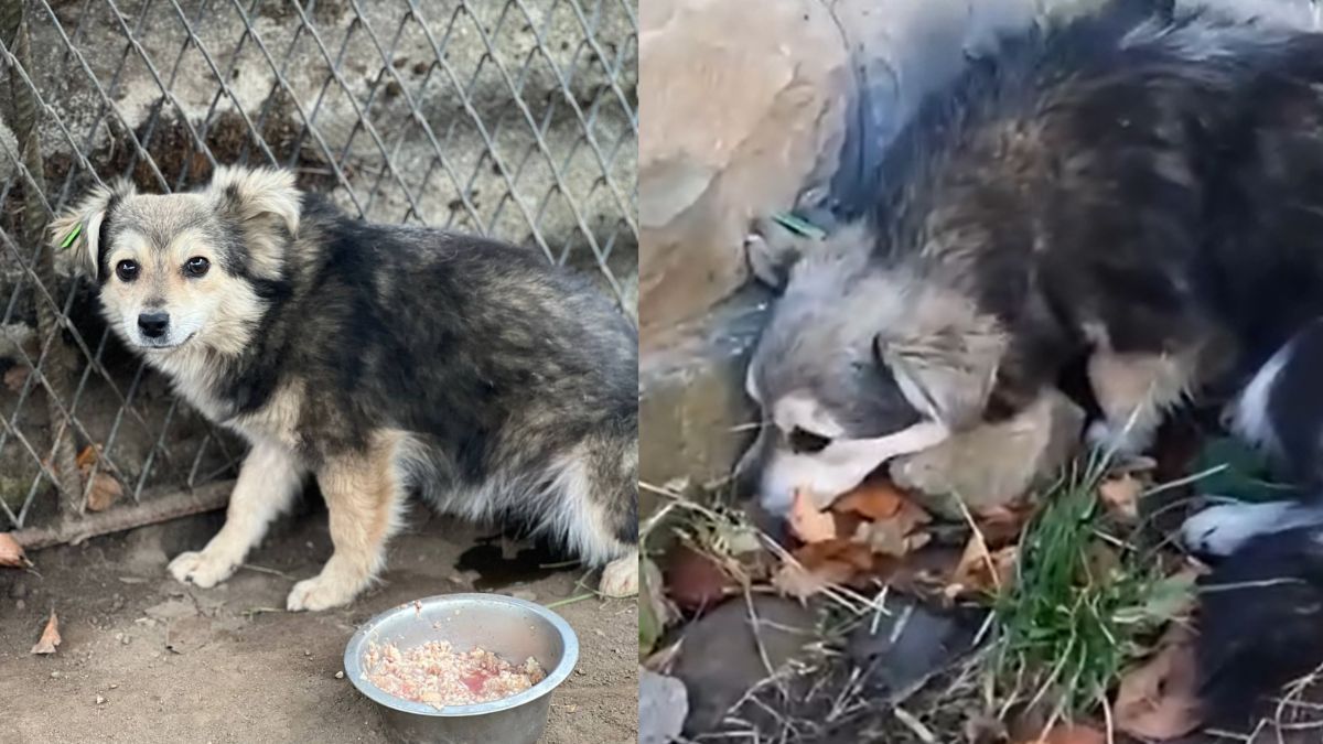 В пошуках домівки: добірка чотирилапих у Коломиї 4