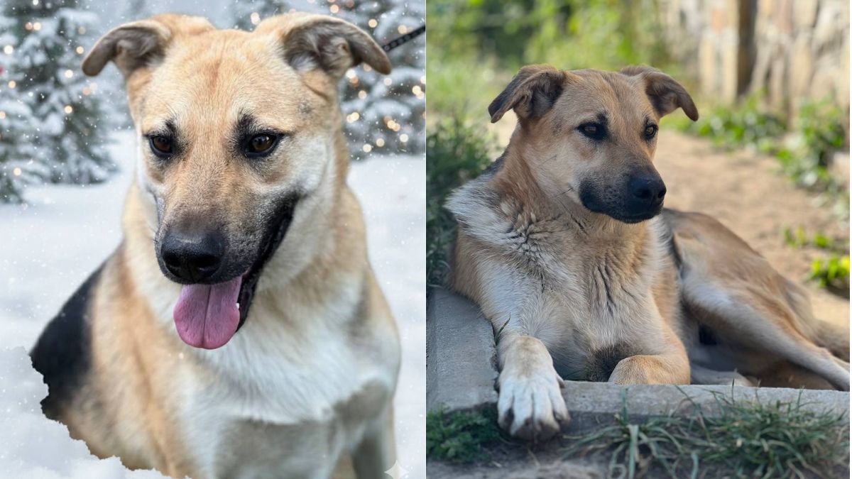 В пошуках домівки: добірка чотирилапих у Коломиї 5