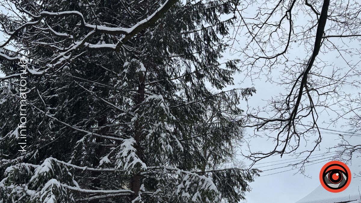 Десятки дерев хочуть зрізати у Коломиї