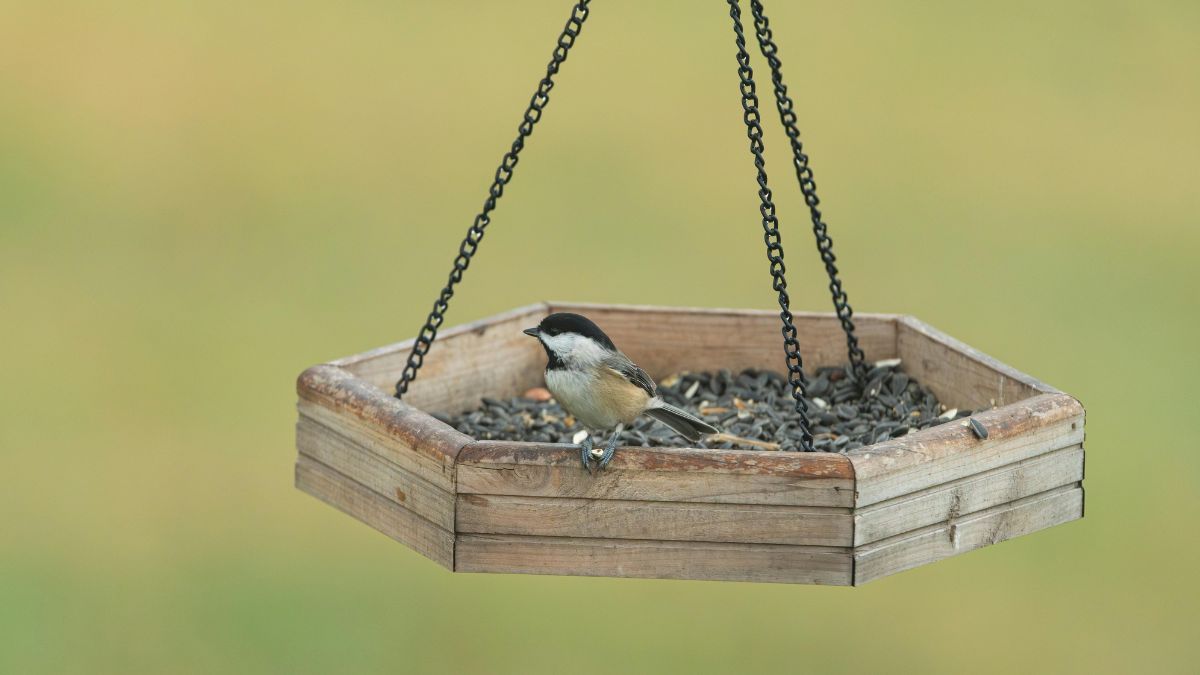 Як не нашкодити птахам, допомагаючи їм вижити в мороз