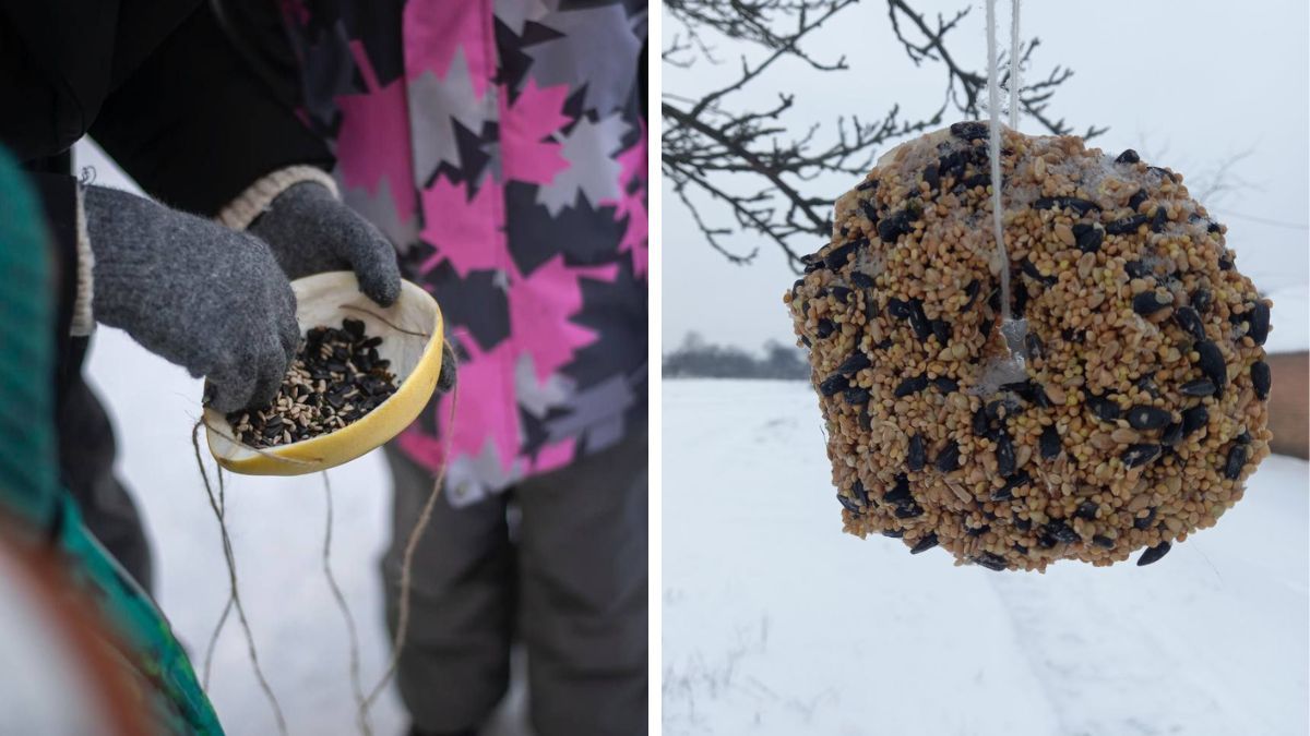 Як не нашкодити птахам, допомагаючи їм вижити в мороз 1