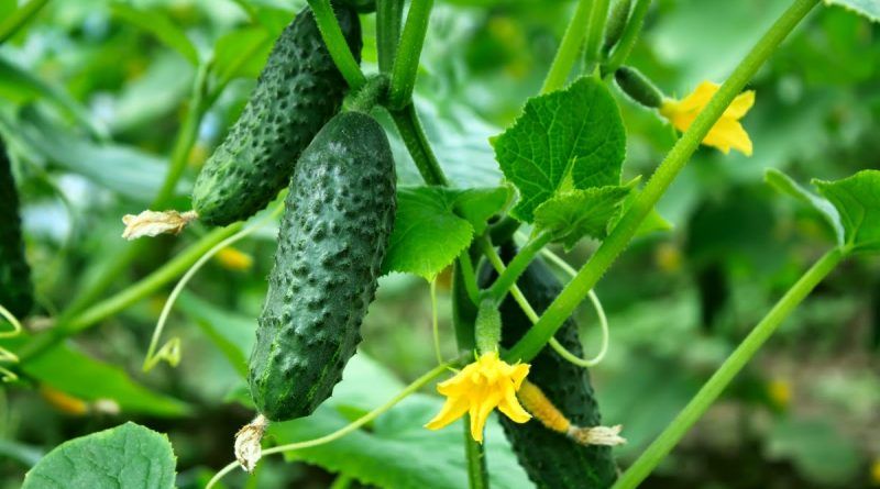 Вирощення огірків на підвіконні вдома