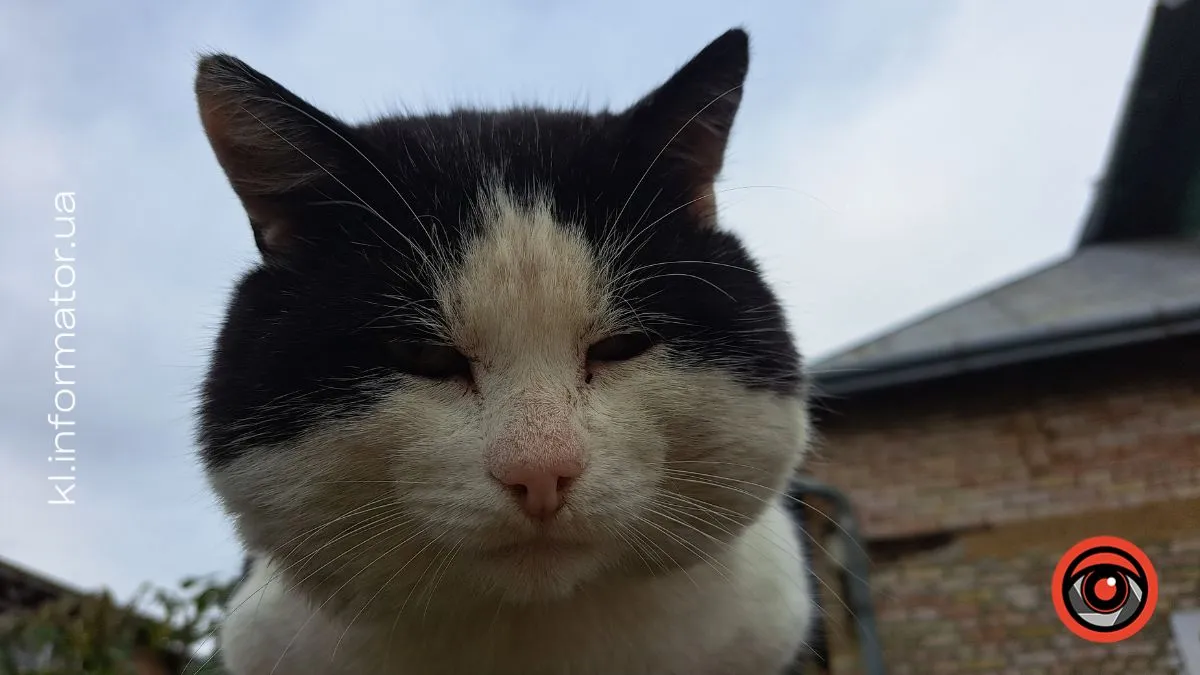 Даруйте любов: добірка хвостиків, що чекають на свою сім’ю у Коломиї