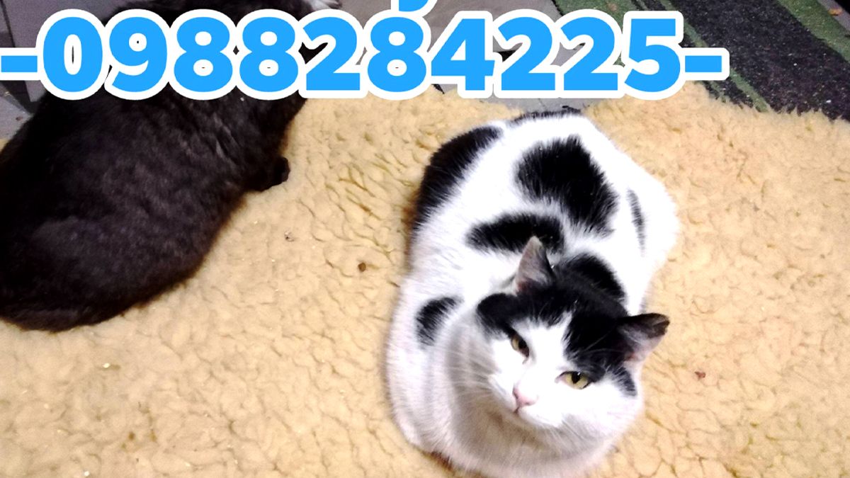 Даруйте любов: добірка хвостиків, що чекають на свою сім’ю у Коломиї 1