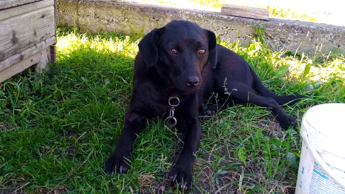 Даруйте любов: добірка хвостиків, що чекають на свою сім’ю у Коломиї 3