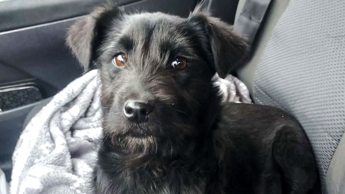 Даруйте любов: добірка хвостиків, що чекають на свою сім’ю у Коломиї 4