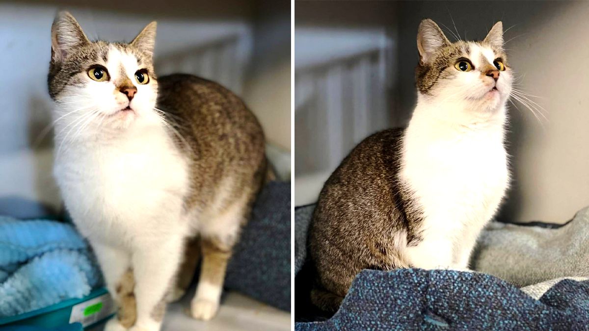 Даруйте любов: добірка хвостиків, що чекають на свою сім’ю у Коломиї 5