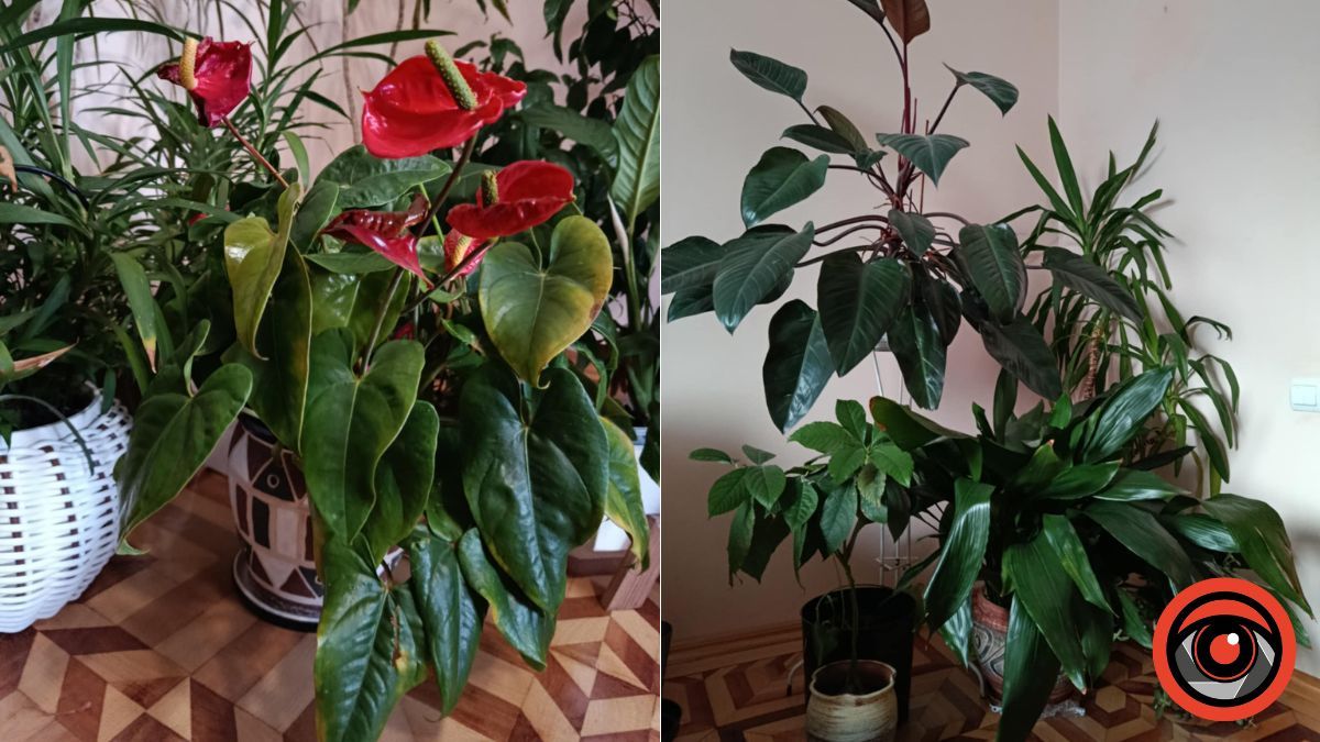 Секрети зимового догляду: чому вазони варто поливати талою водою