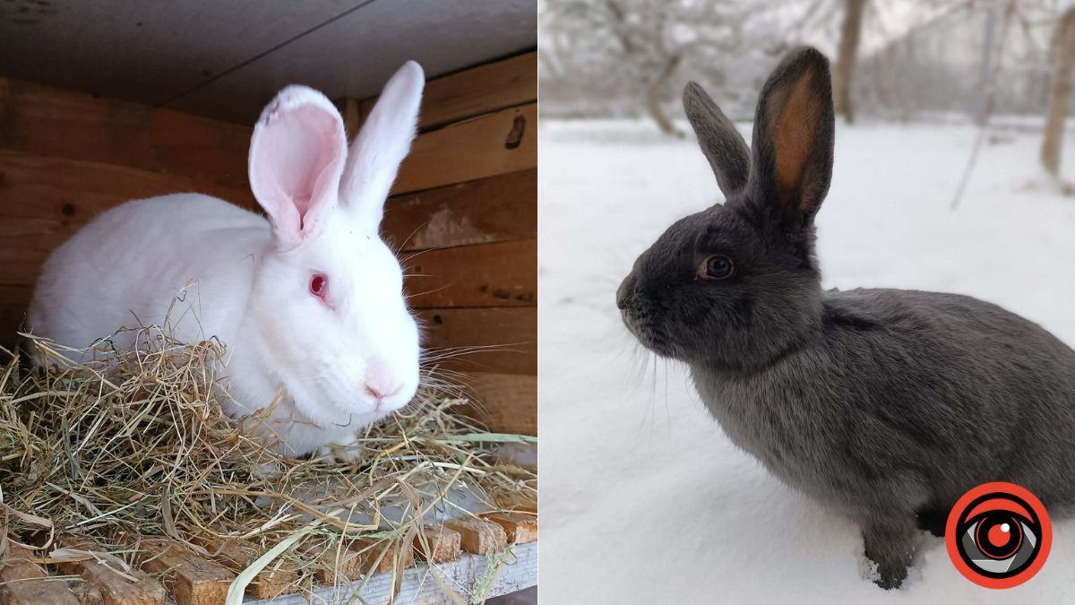Взимку кролям потрібна хвоя: поради фермера, як годувати вухастих у морози, щоб вони добре росли