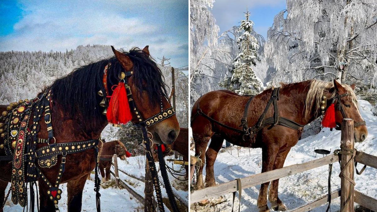 Фестиваль "". Фото: Космацька громада