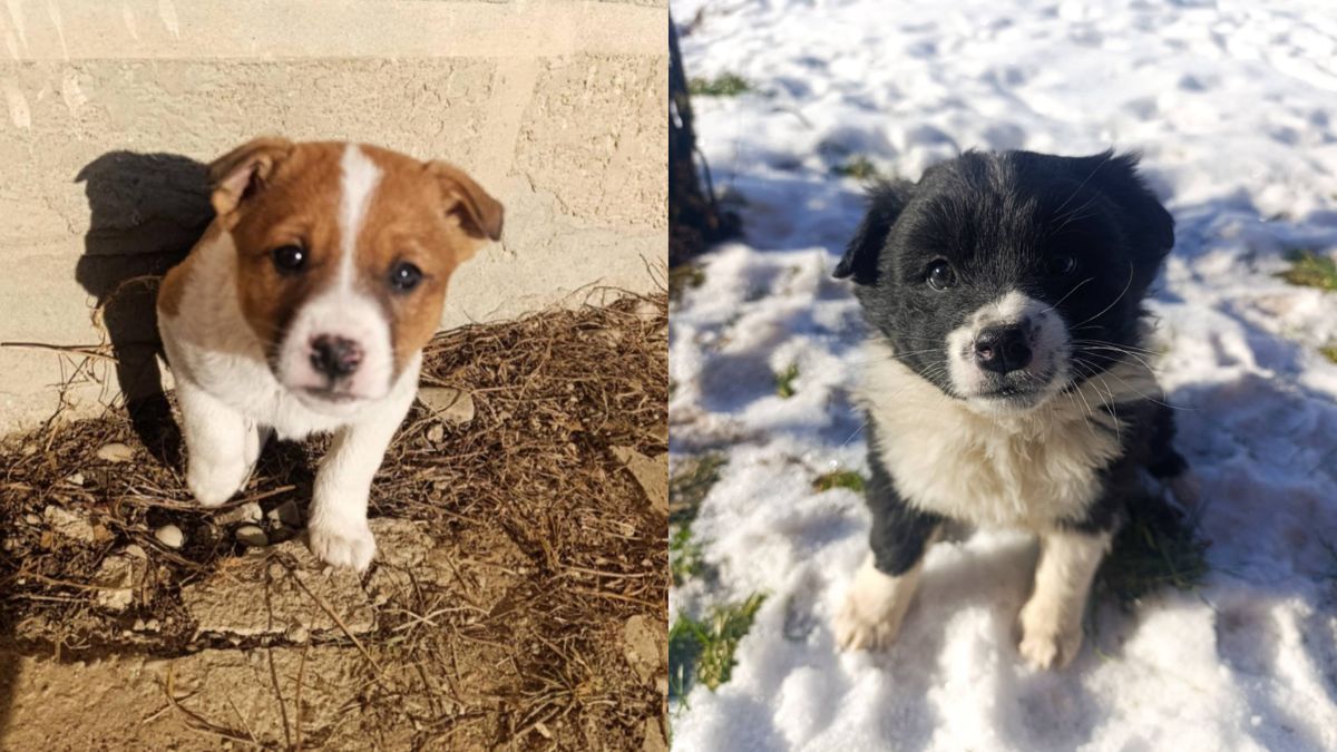 В пошуках домівки: добірка чотирилапих у Коломиї 2