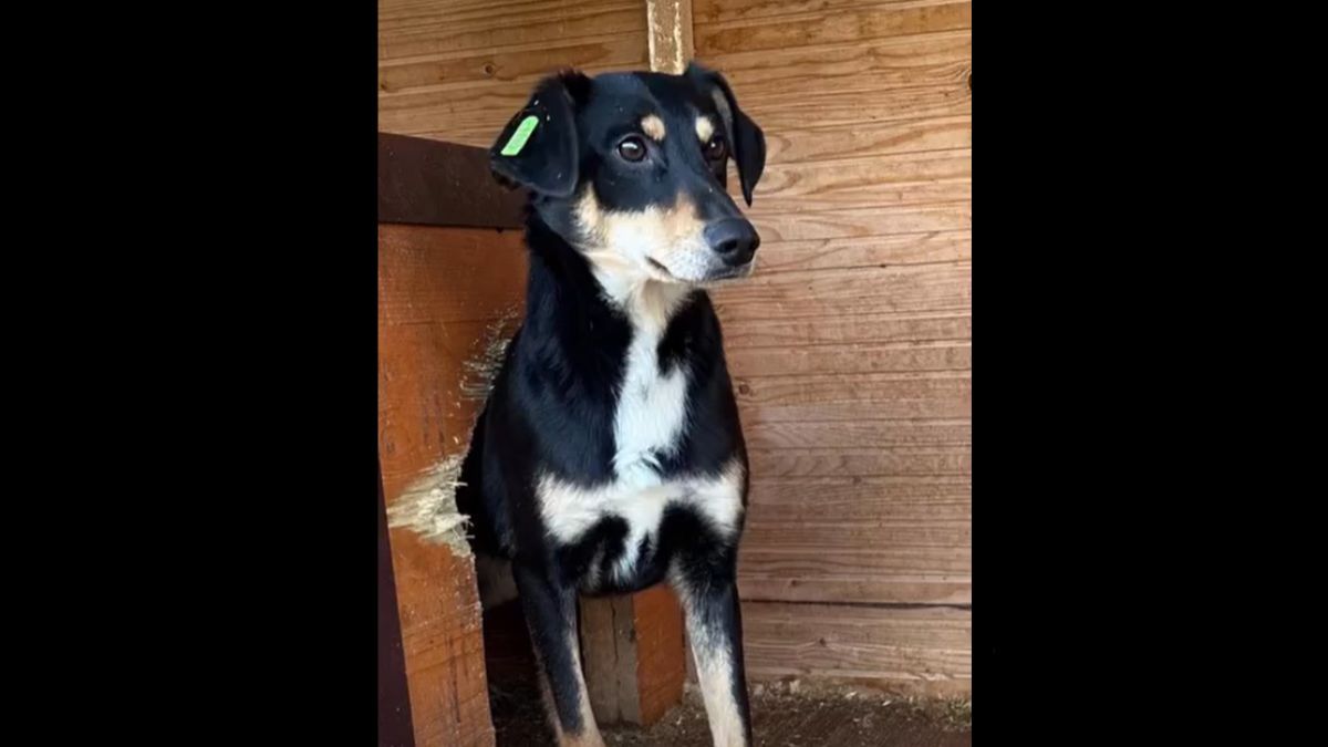 В пошуках домівки: добірка чотирилапих у Коломиї 3