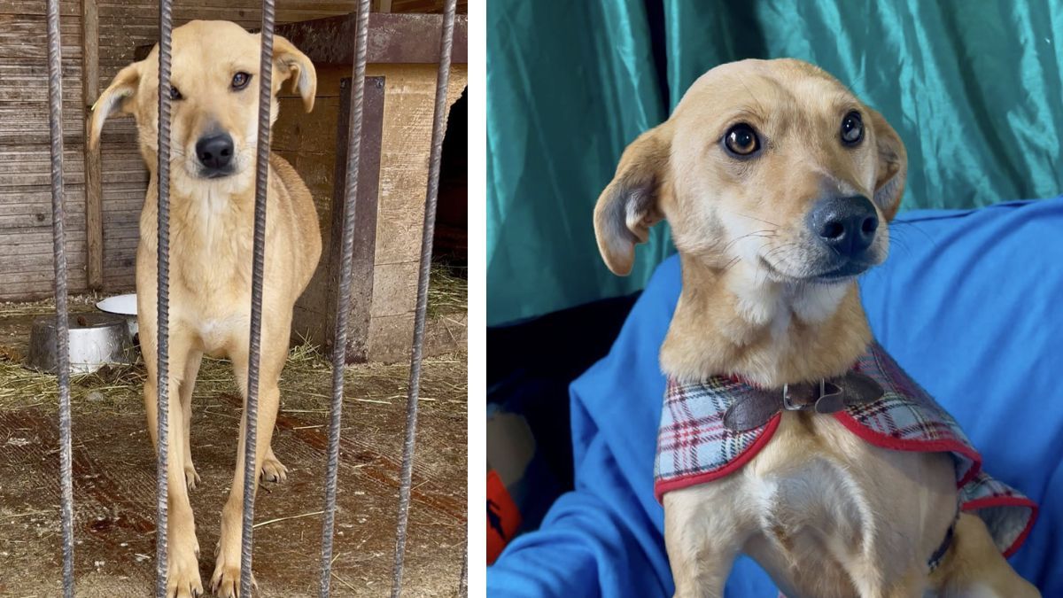 В пошуках домівки: добірка чотирилапих у Коломиї 4