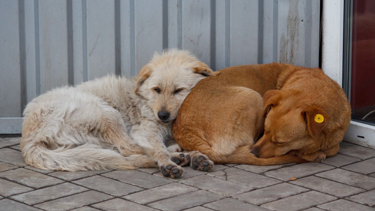 В пошуках домівки: добірка чотирилапих у Коломиї