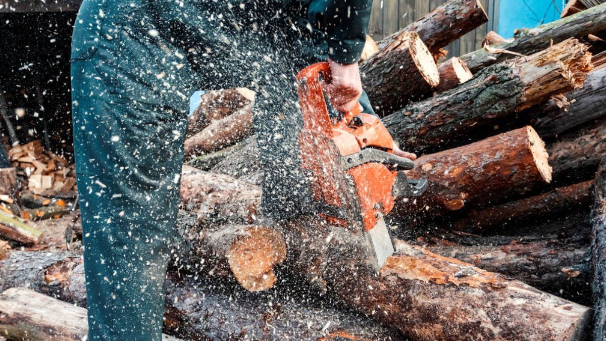 Двом мешканцям Верховинщини оголосили підозри за незаконно зрубані ялини