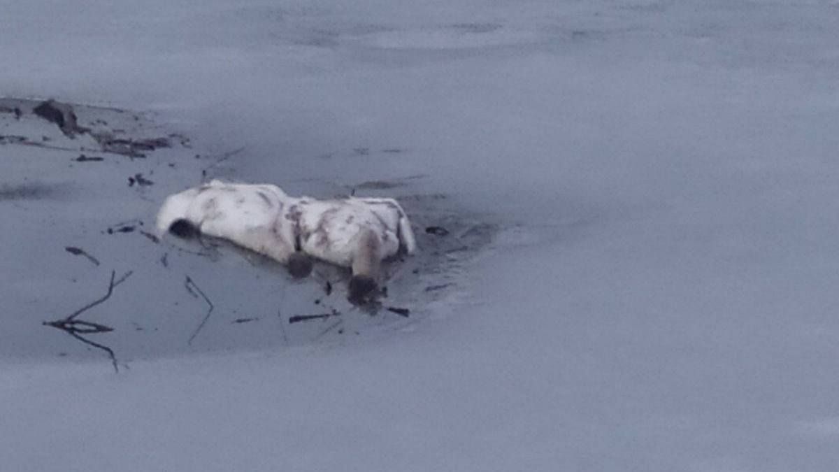 На міському озері Надвірної загинули лебеді 1