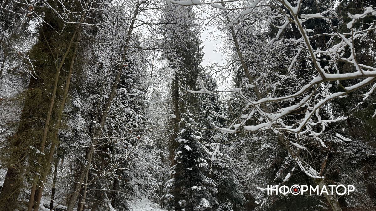 Кришталеве дихання гір: як виглядає зимова казка у серці Карпат 2