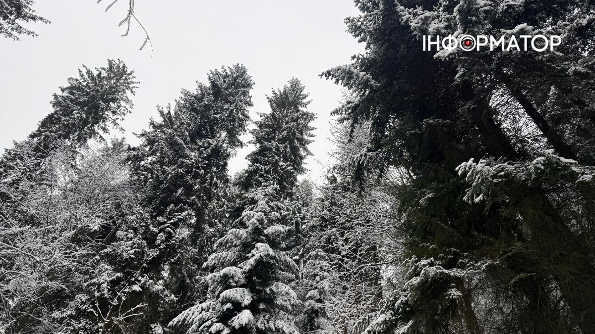 Кришталеве дихання гір: як виглядає зимова казка у серці Карпат 20