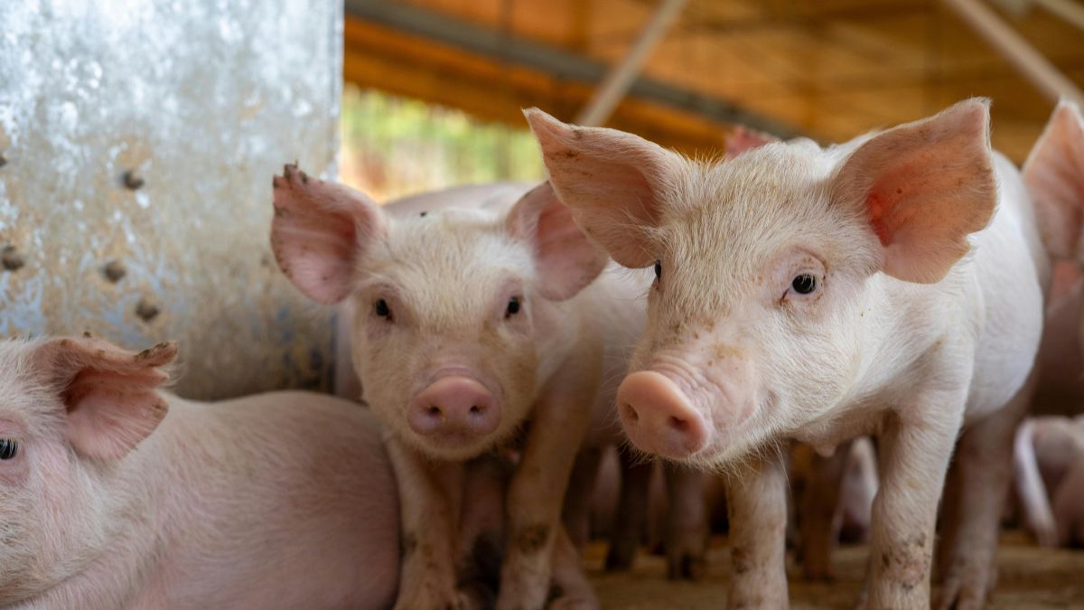 Нові вимоги до утримання свиней: що змінюється для господарств