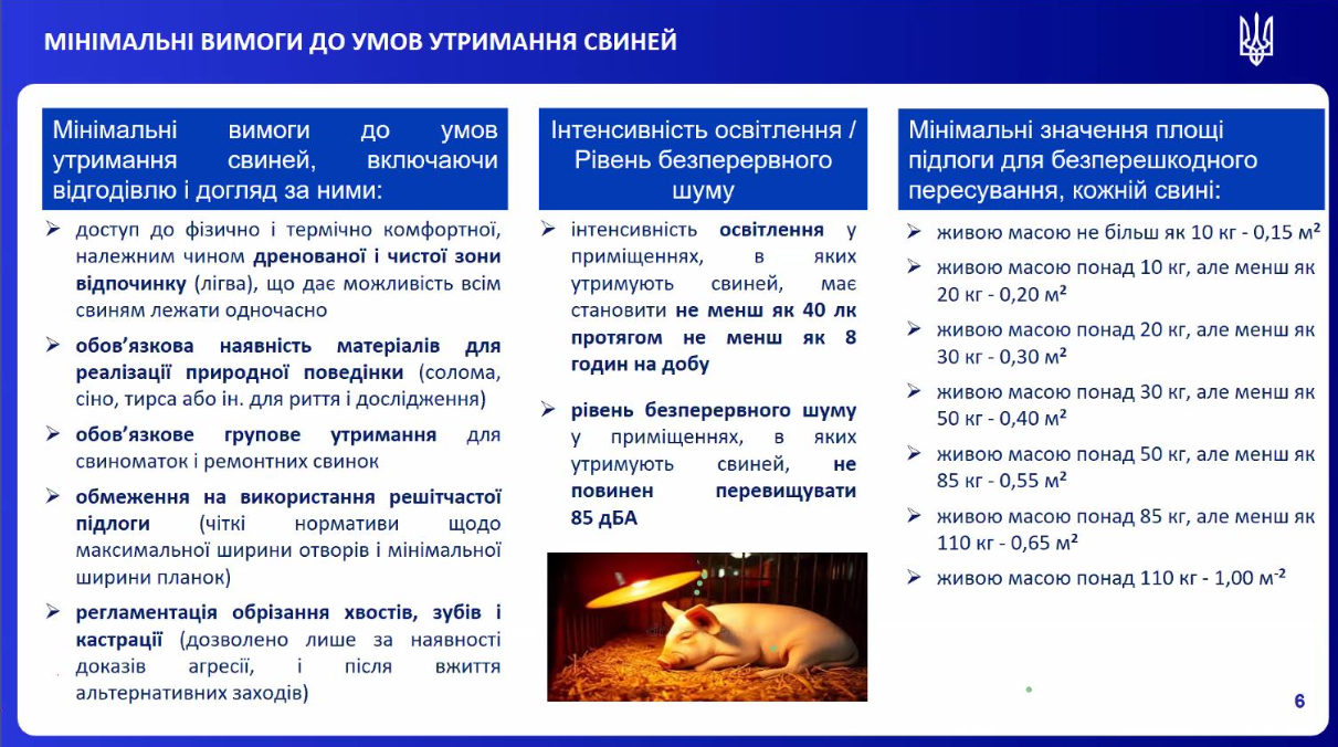 Нові вимоги до утримання свиней: що змінюється для господарств 1