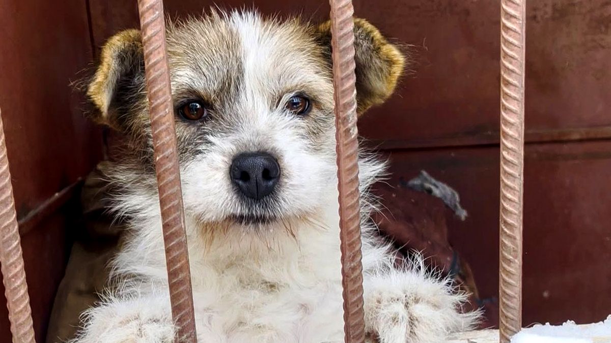 Безпритульним хвостикам потрібні люблячі родини 4