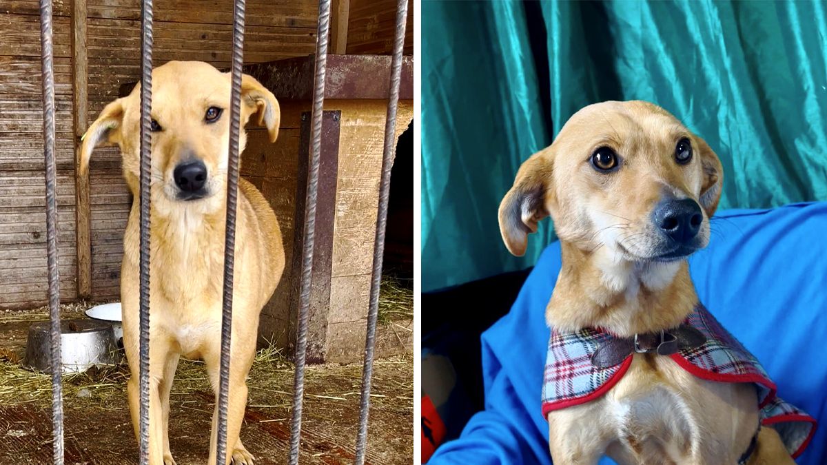 Безпритульним хвостикам потрібні люблячі родини 2