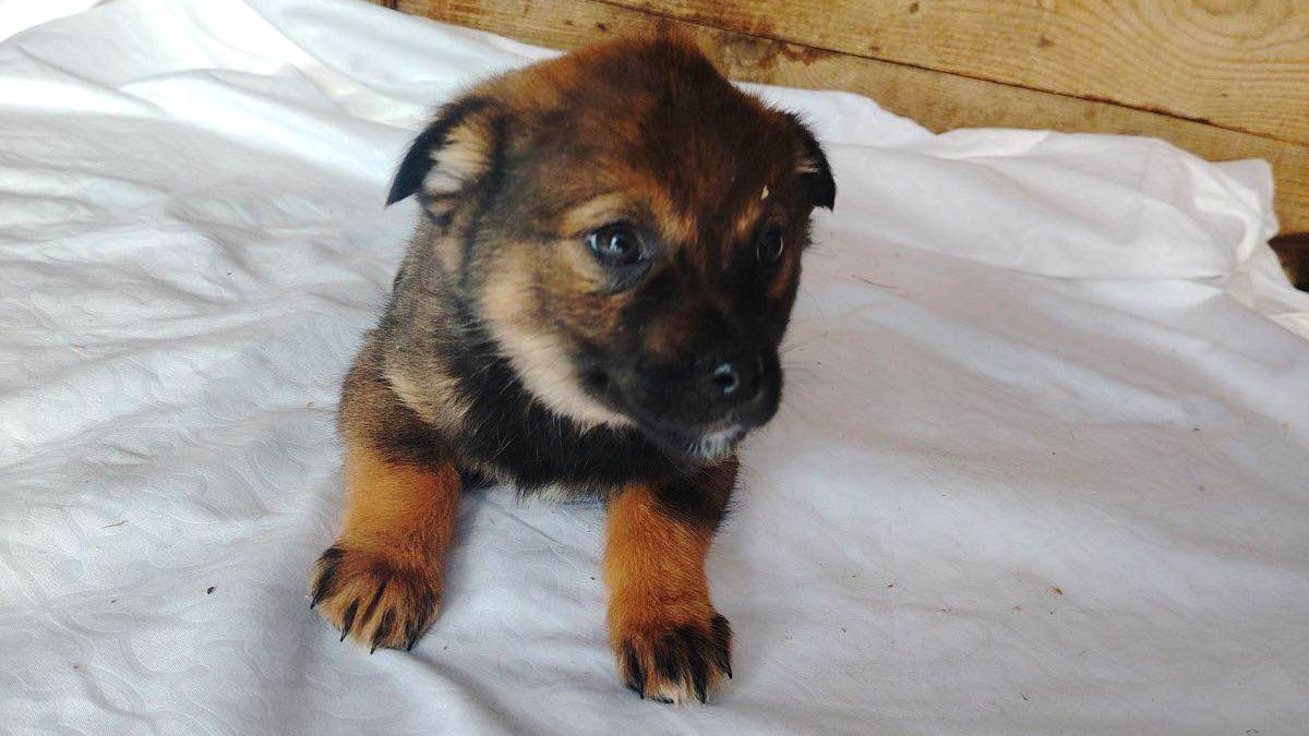 Безпритульним хвостикам потрібні люблячі родини 3