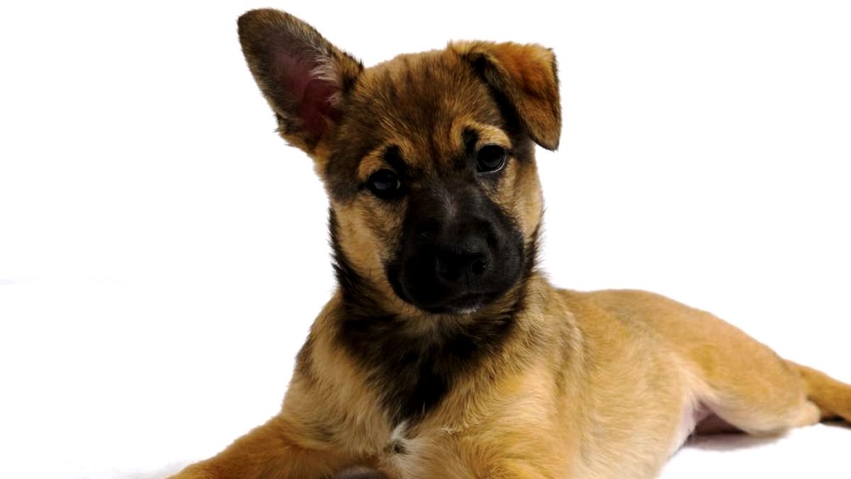 Безпритульним хвостикам потрібні люблячі родини 5