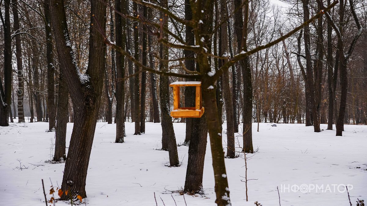 Під зимовою ковдрою: фоторепортаж Шевченківського парку в Коломиї 10