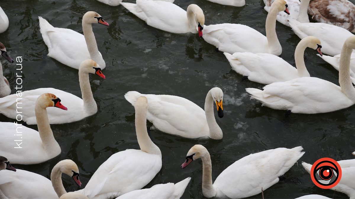 Рідкісного птаха помітили на Пруті. Де коломияни можуть на нього подивитися?