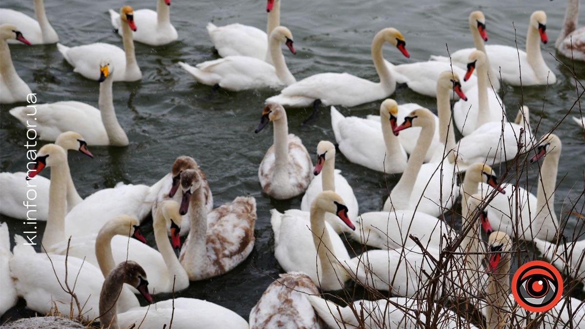 Рідкісного птаха помітили на Пруті. Де коломияни можуть на нього подивитися? 1