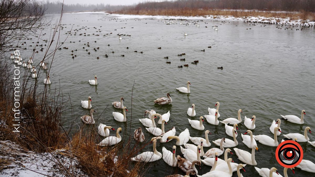 Рідкісного птаха помітили на Пруті. Де коломияни можуть на нього подивитися? 3