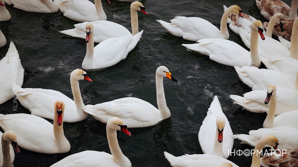 Зимова тиша Пруту: фоторепортаж із засніжених берегів 12