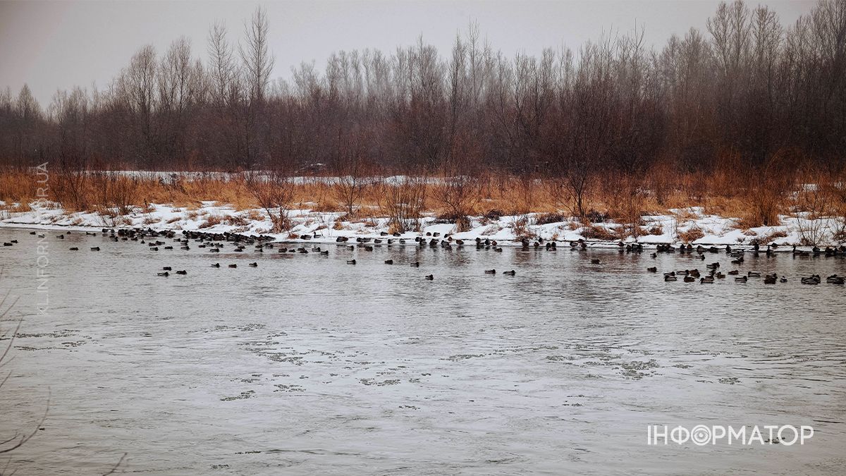 Зимова тиша Пруту: фоторепортаж із засніжених берегів 11