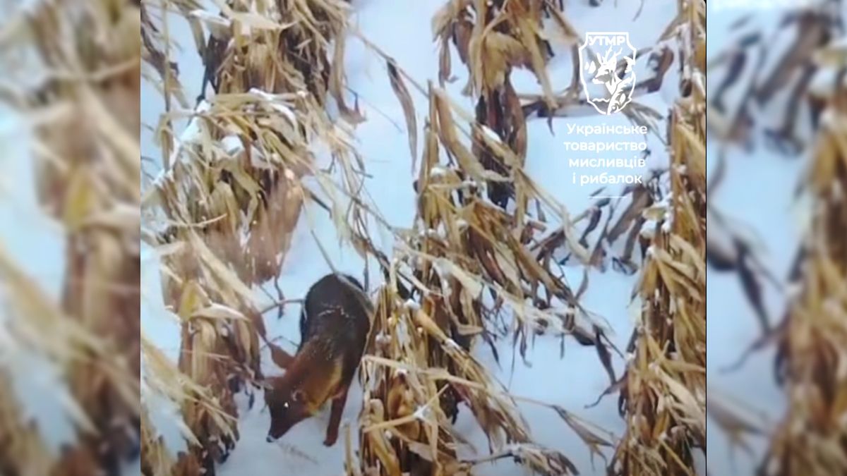 городенківщина