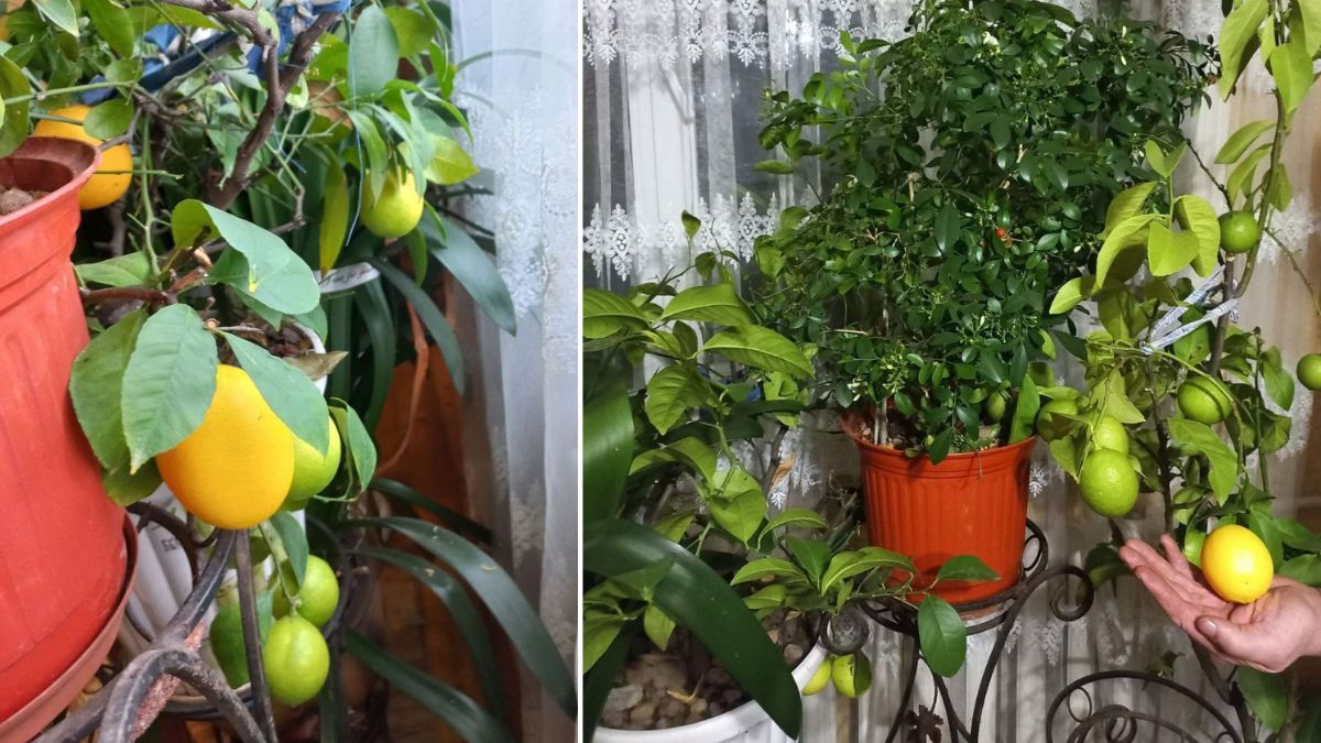 Родина з Рожнятівщини вирощує лимони просто у власному домі