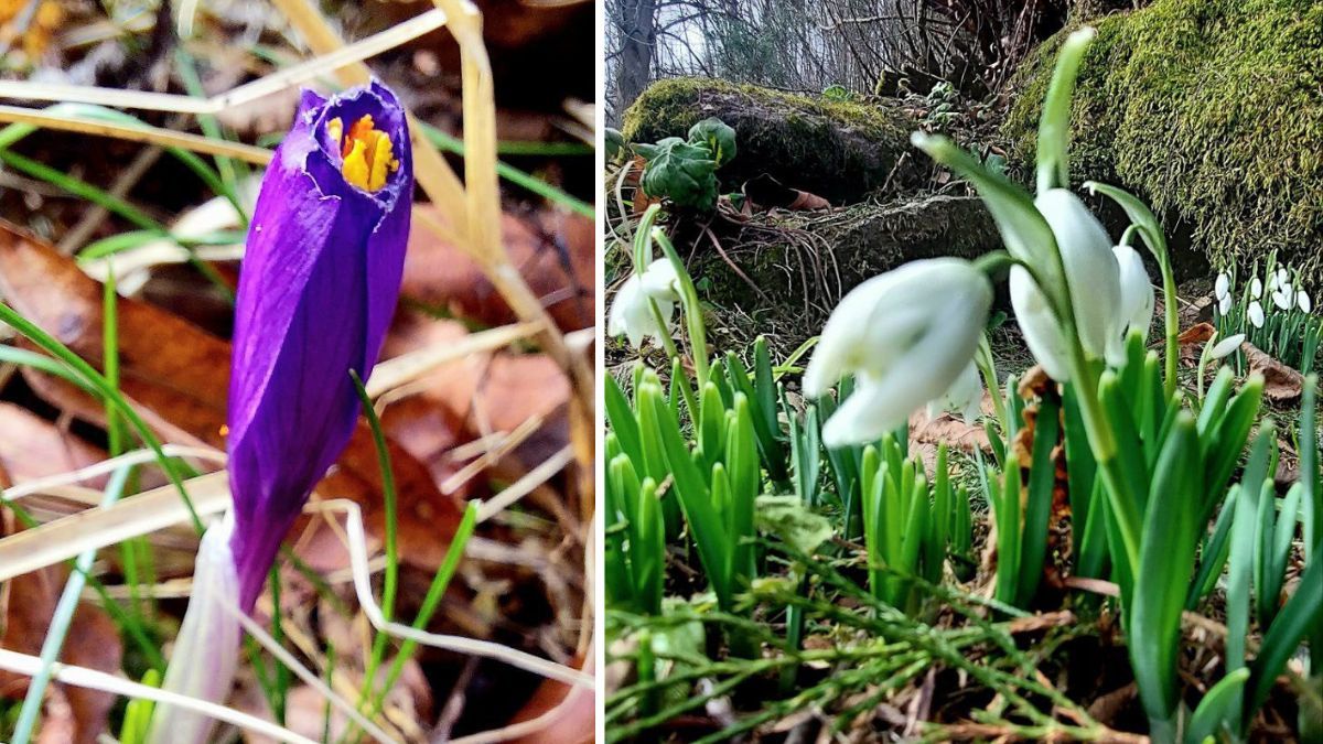 Розквітлі підсніжники та шафрани в Карпатах