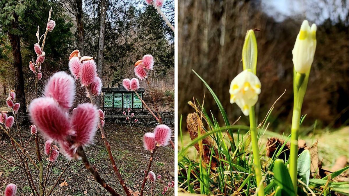 Розквітлі первоцвіти в Карпатах. Фото: Карпатський біосферний заповідник