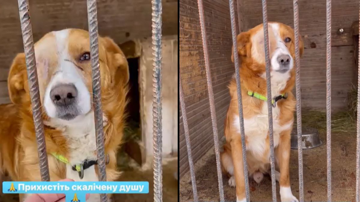 Коломийські хвостики у пошуках родини: добірка чотирилапих 1